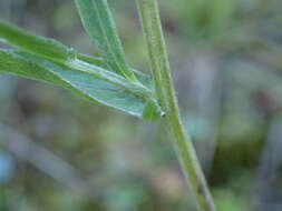 Image of Centaurea jacea subsp. timbalii (Martrin-Donos) Br.-Bl.