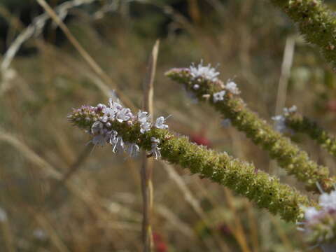 Image of Mentha suaveolens subsp. suaveolens