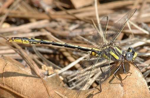 Image of Phanogomphus diminutus (Needham 1950)