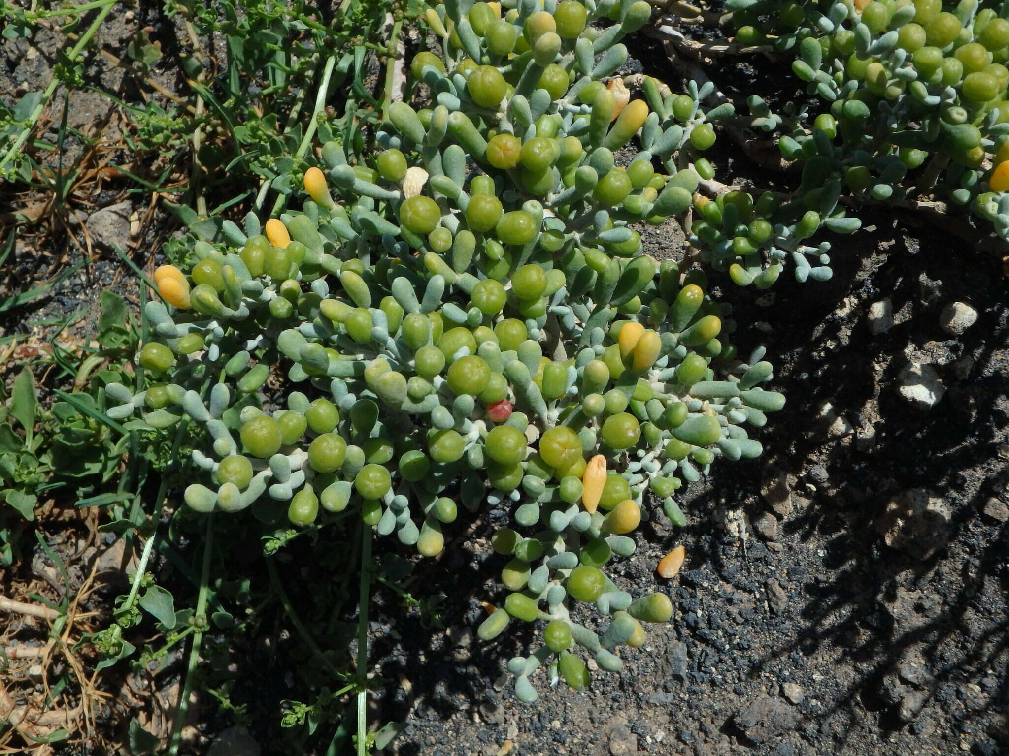 Plancia ëd Tetraena fontanesii (Webb & Berthel.) Beier & Thulin