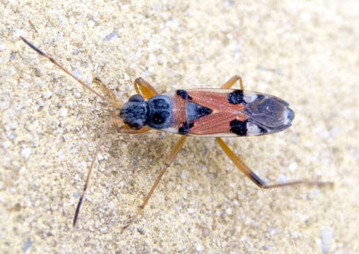 Image of Beosus quadripunctatus (Muller 1766)