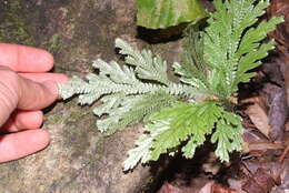 Image of Selaginella hordeiformis Bak.