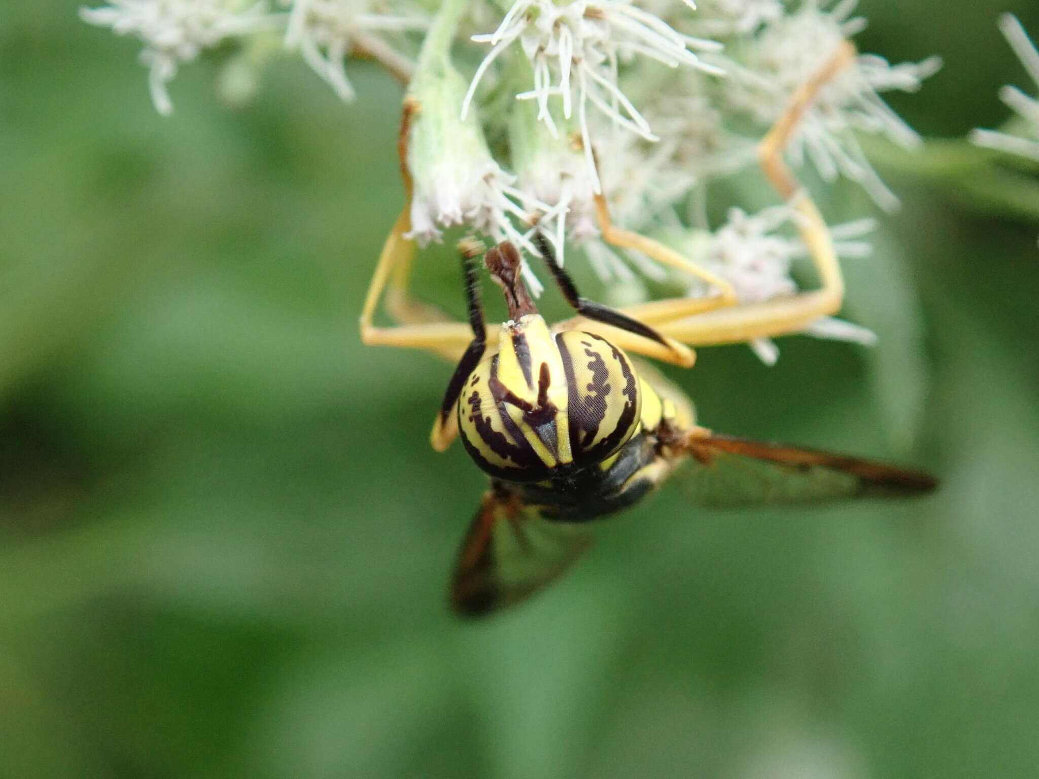 Image of Eastern Hornet Fly