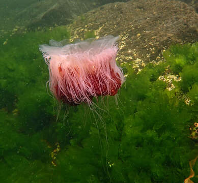 Image of lion’s mane