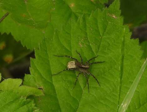 Image of Pardosa lugubris (Walckenaer 1802)