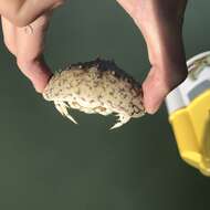 Image of smooth box crab