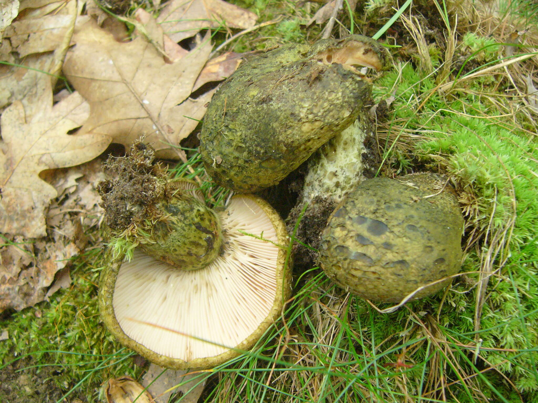 Слика од Lactarius atroviridis Peck 1889