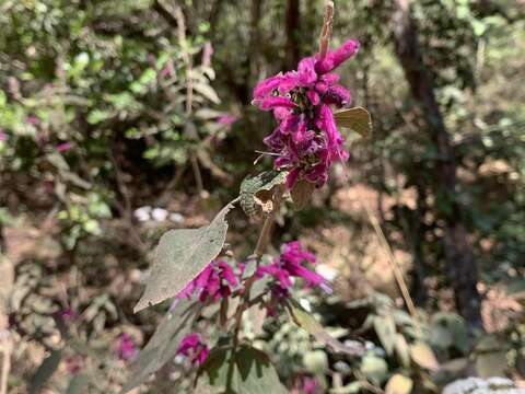 Sivun Salvia iodantha Fernald kuva