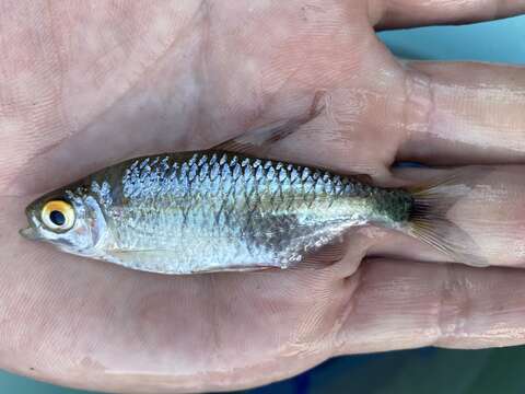 Image of African long-finned tetra