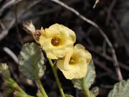 Image of Hermannia althaeoides Hort. ex Link