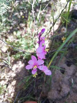 Image of Ixia scillaris L.