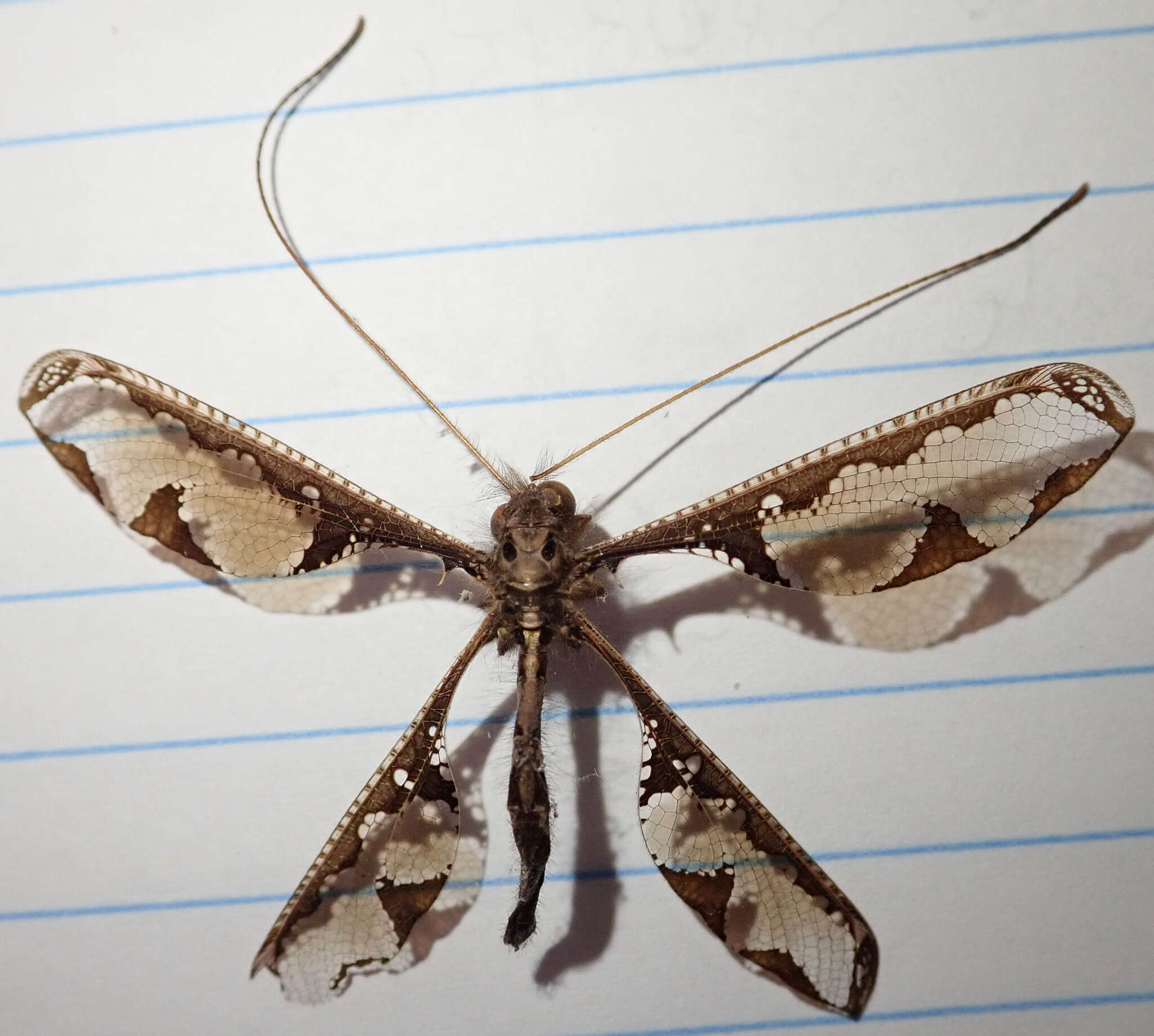 Image of Blotched Long-horned Owlfly