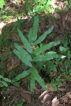 Слика од Serpocaulon triseriale (Sw.) A. R. Sm.