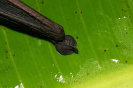 Image of Eastern Malagasy Sucker-footed Bat