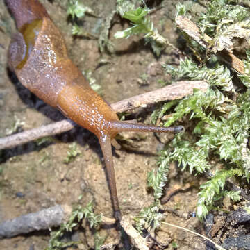 Image of Parmavitrina rubrica (Shea & Griffiths 2010)