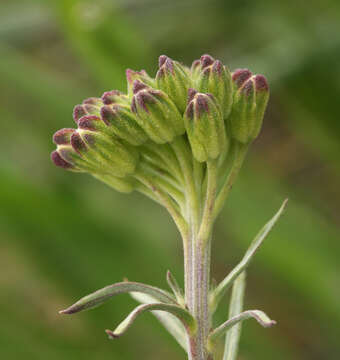 Image of island wallflower