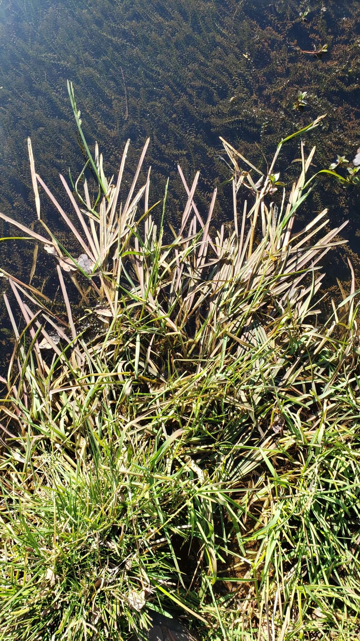Image of Waxy Manna Grass