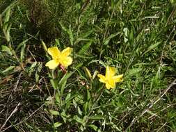 Oenothera affinis Camb. resmi