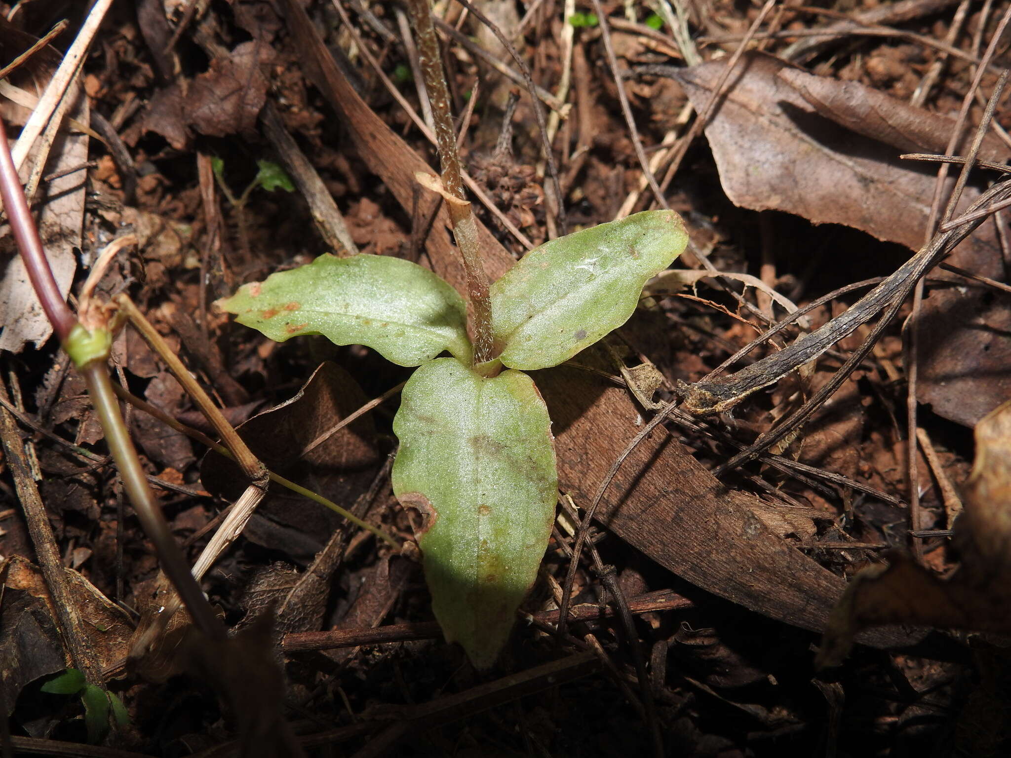 Image of Zeuxine longilabris (Lindl.) Trimen