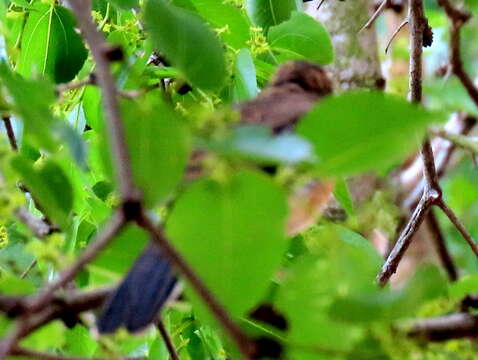 Image of Bearded Scrub Robin