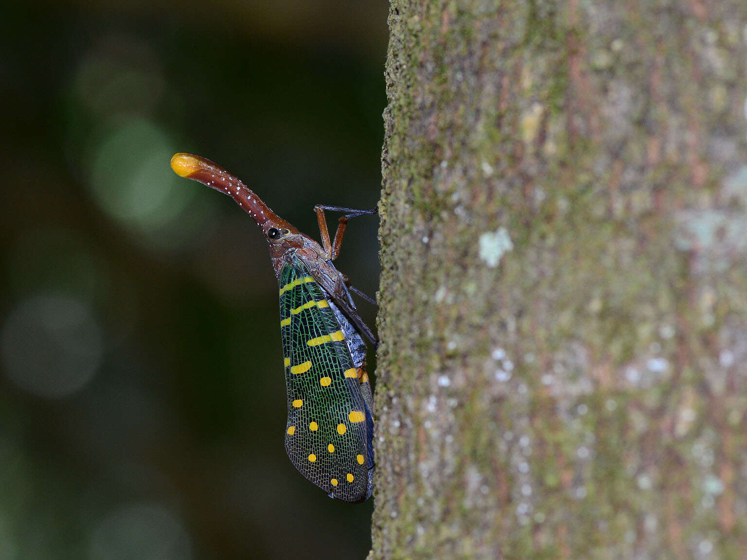 Image of Pyrops intricatus (Walker 1857)