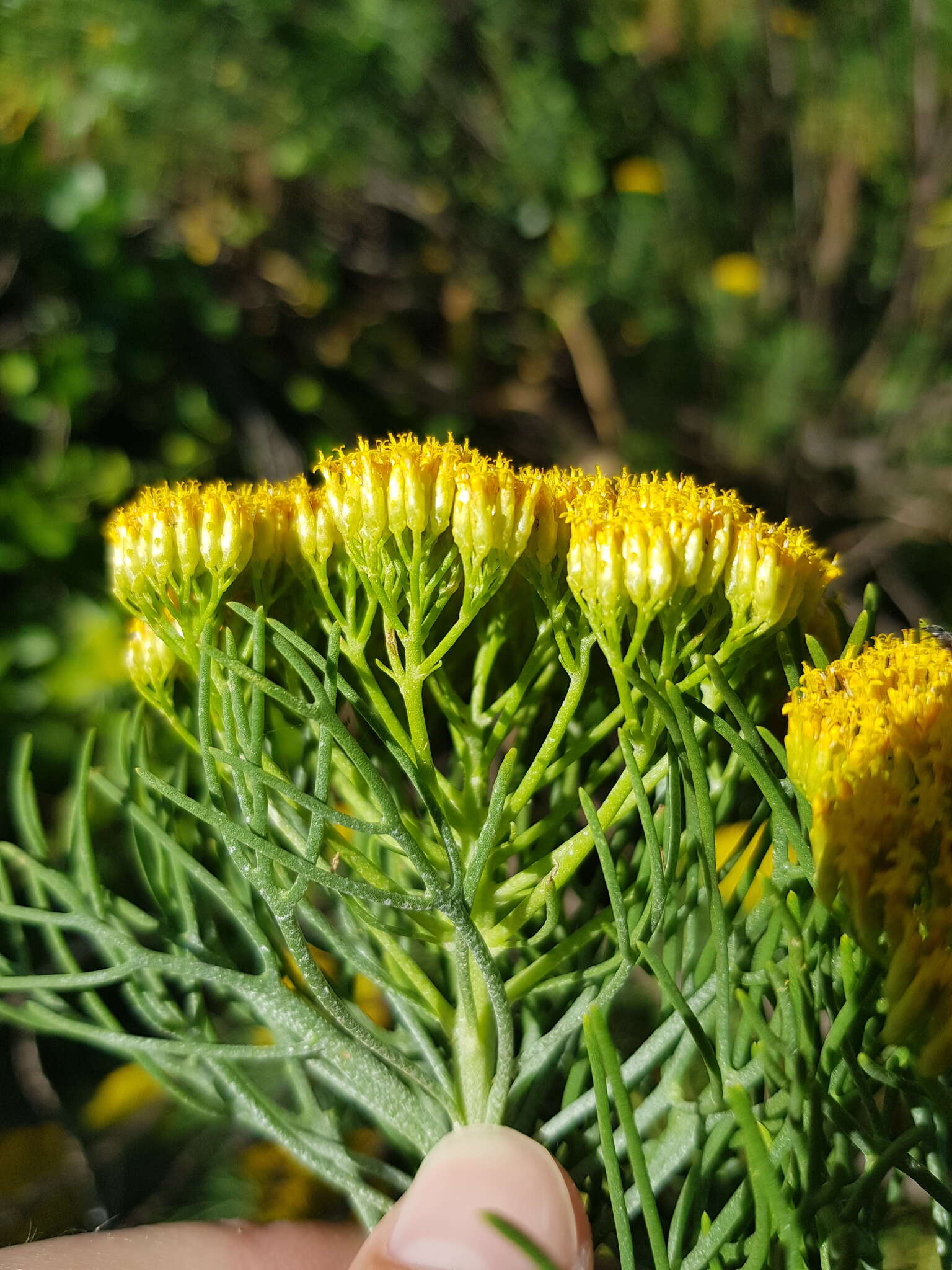 Image of Hymenolepis crithmifolia (L.) Greuter, M. V. Agab. & Wagenitz