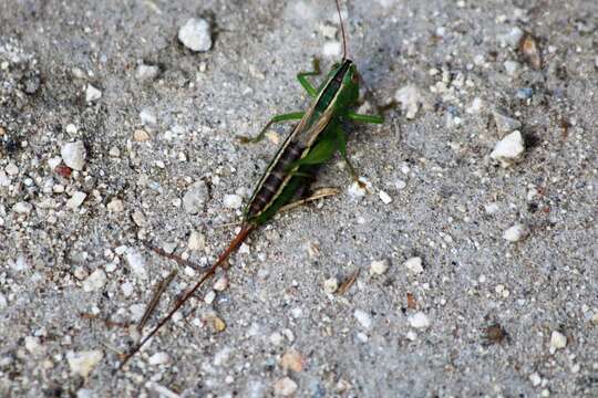 Слика од Conocephalus (Anisoptera) strictus (Scudder & S. H. 1875)