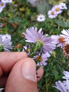 Image of Symphyotrichum versicolor (Willd.) G. L. Nesom