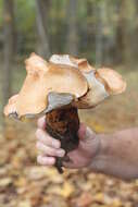 Polyporus radicatus Schwein. 1832 resmi