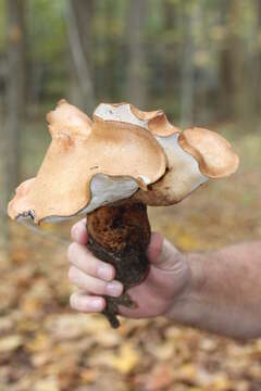 Polyporus radicatus Schwein. 1832 resmi