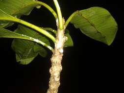 Image of Sapium allenii Huft