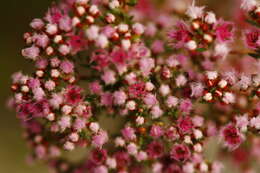 Image of Compacted Featherflower