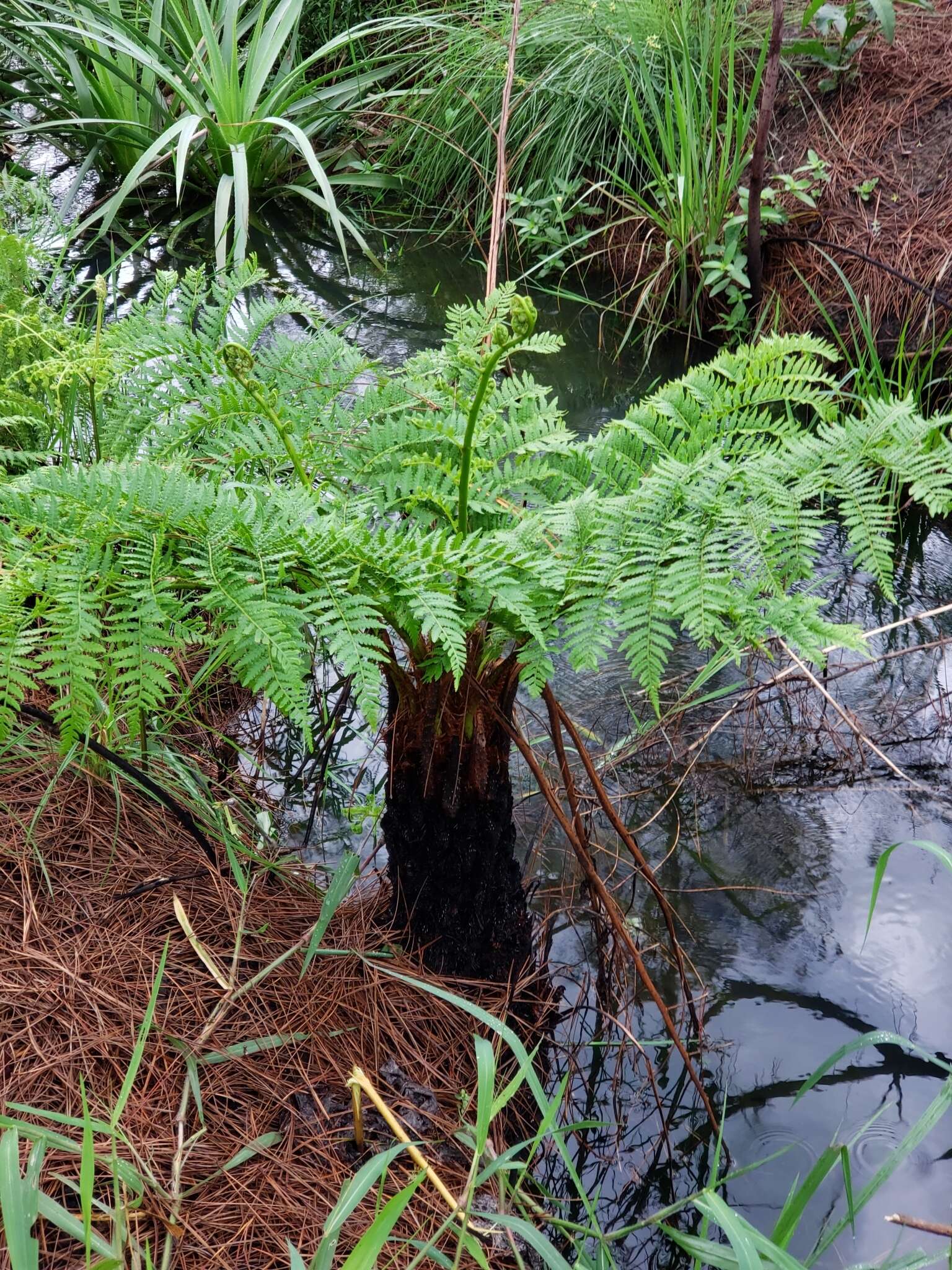 Cyathea atrovirens (Langsd. & Fisch.) Domin resmi