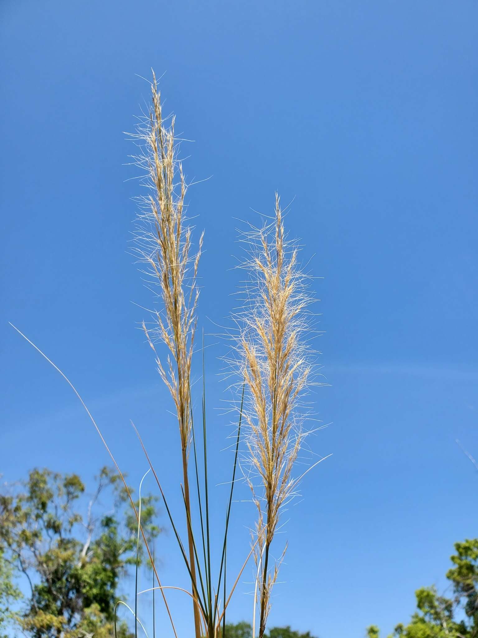 Image of Aristida similis Steud.