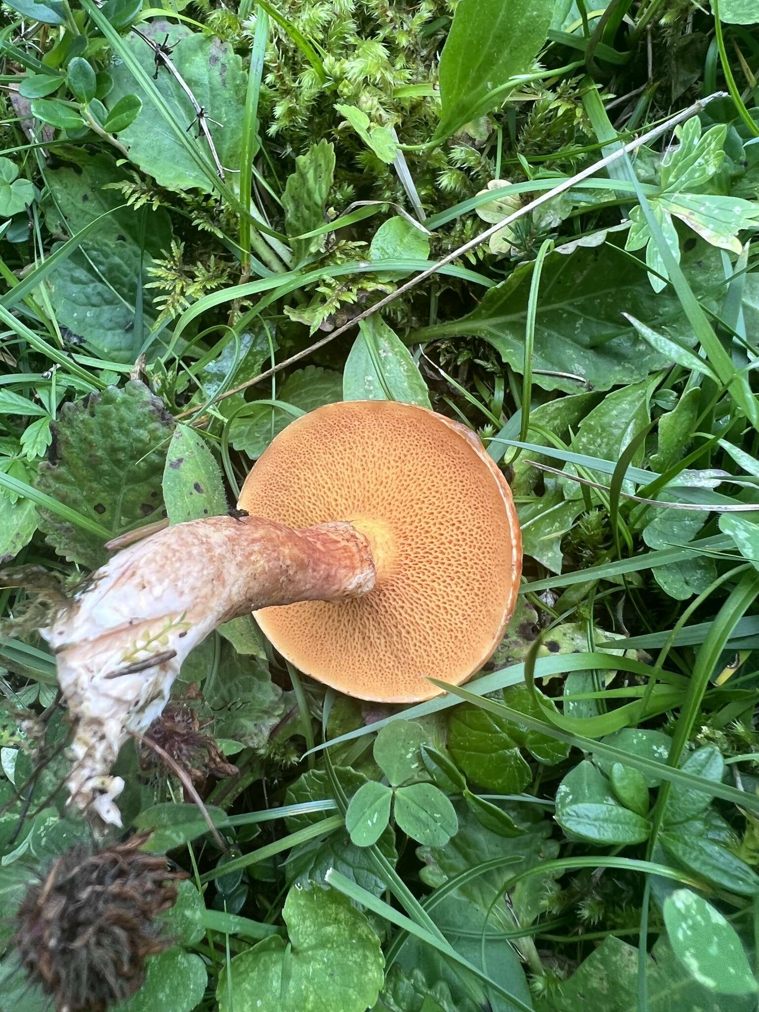 Imagem de Suillus tridentinus (Bres.) Singer 1945