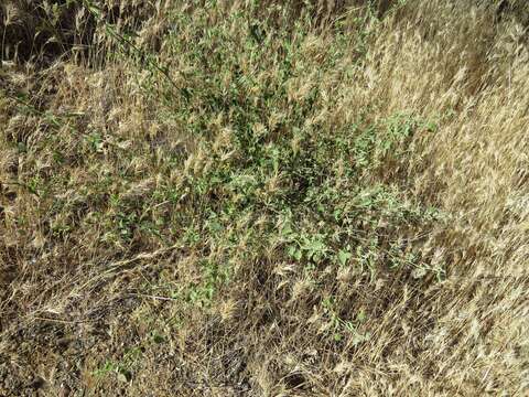 Image of dwarf Indian mallow