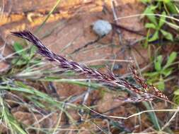 Image of purple needlegrass