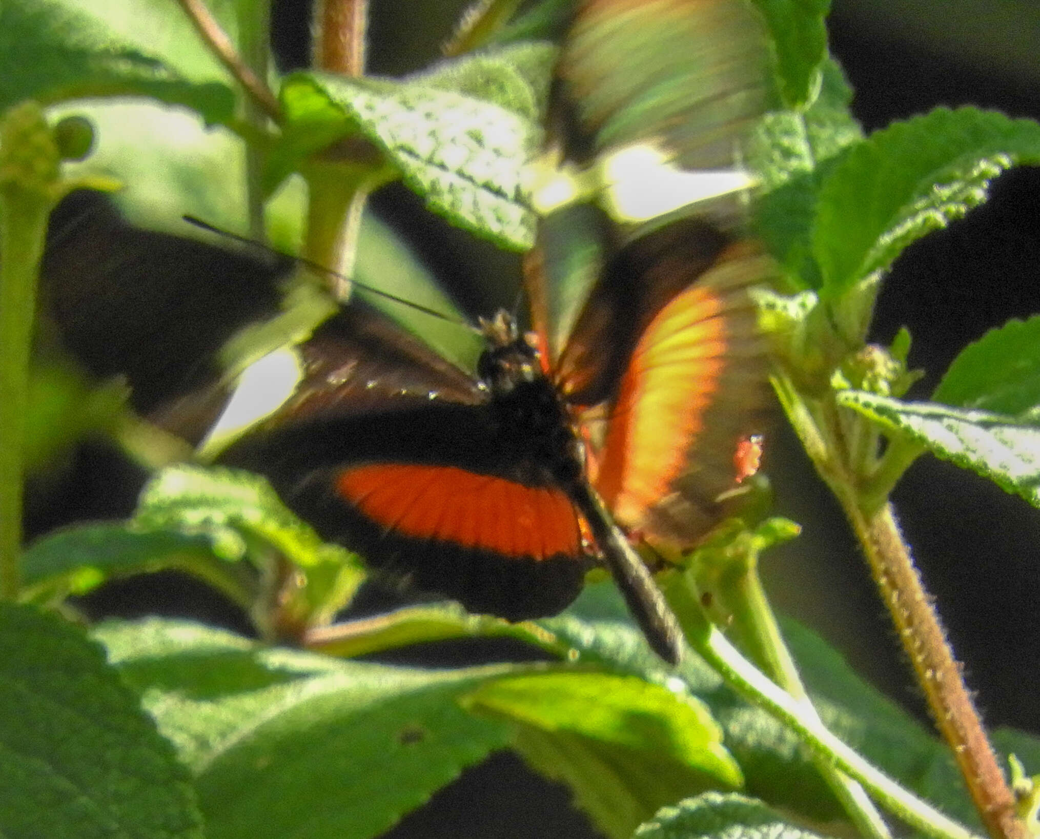 Image of Heliconius clysonymus montanus Salvin 1871