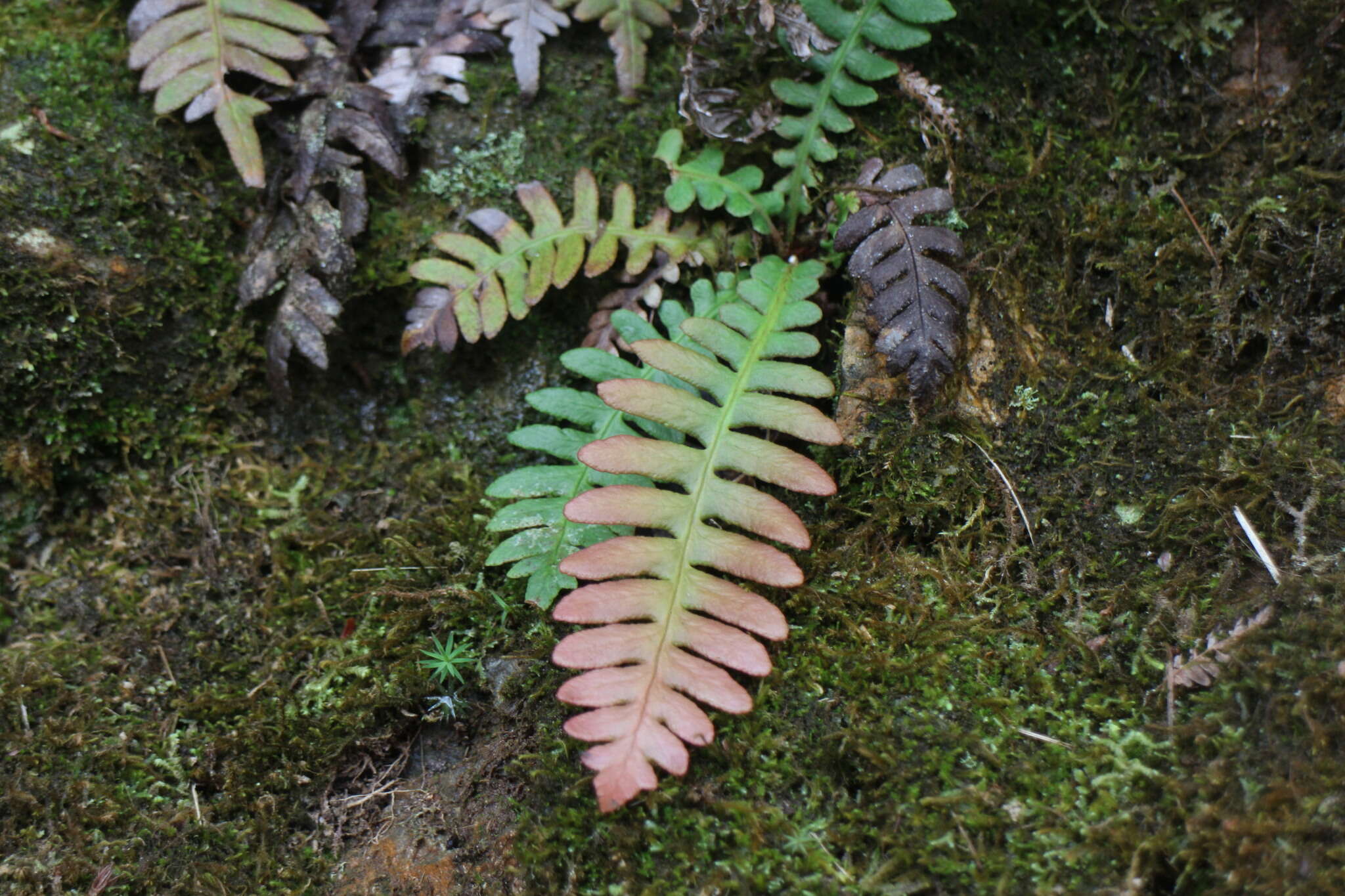 Image of Struthiopteris hancockii (Hance) Tag.