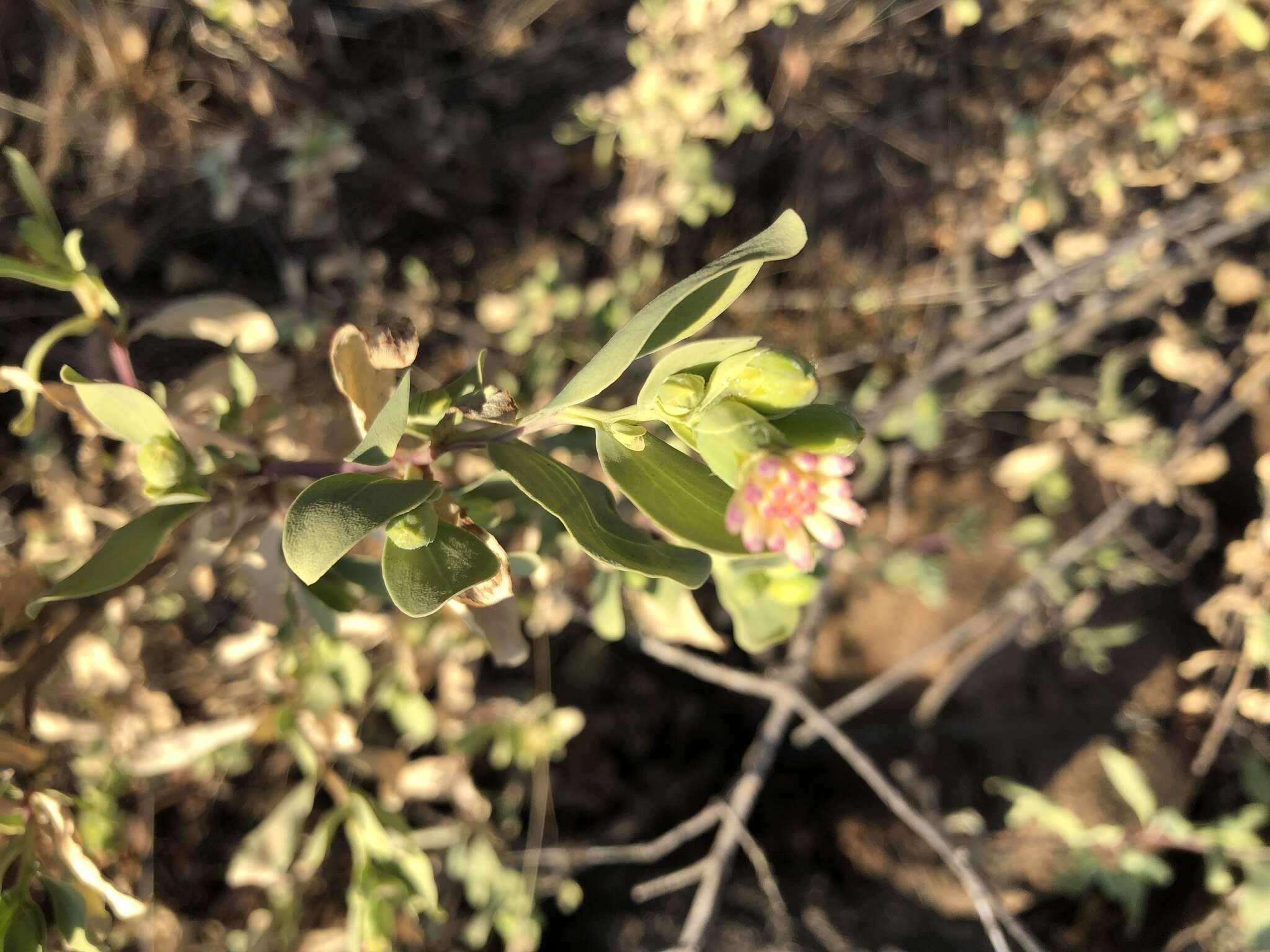 Image of Lopholaena coriifolia (Sond.) Phillips & C. A. Smith