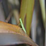 Image of New Zealand mantis