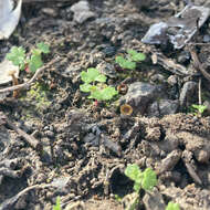 Image of Hydrocotyle callicarpa Bunge