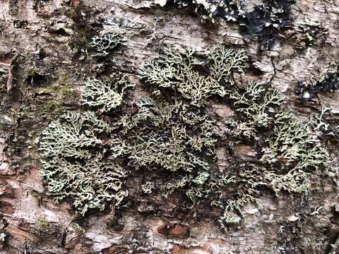 Image of fringed lichen