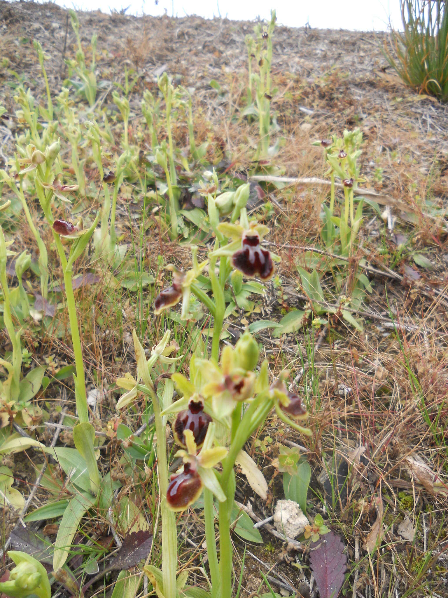 Image of Early spider orchid