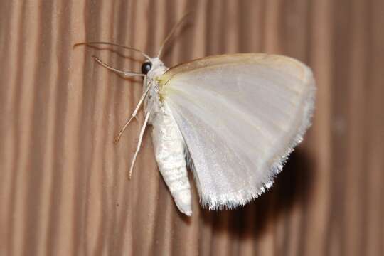 Image of White Spring Moth