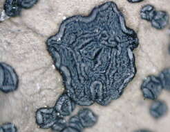 Image of navel lichen