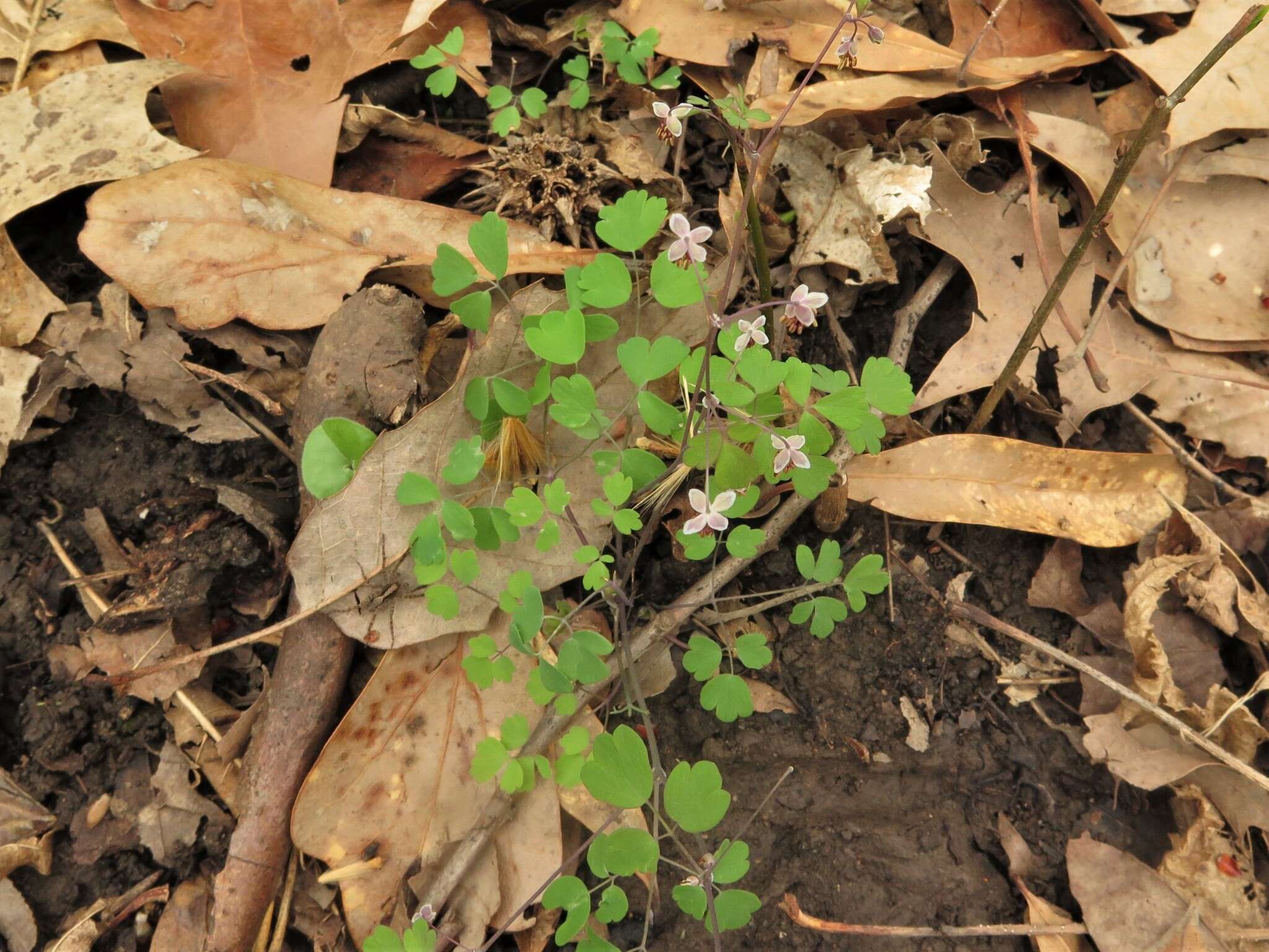 Image of Arkansas meadow-rue