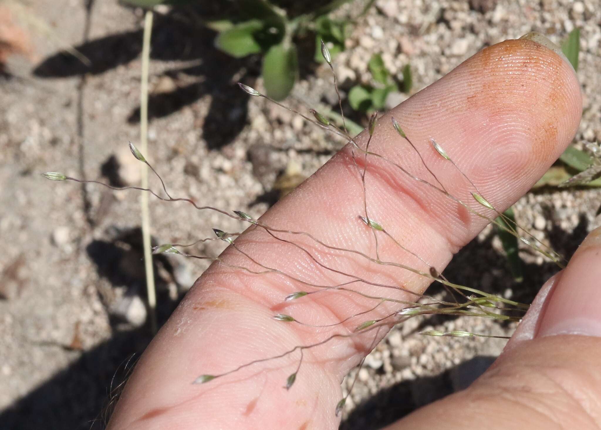 Image of Carolina crabgrass