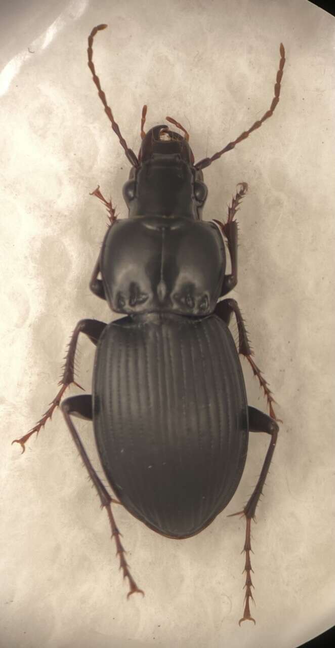 Image of Cyclotrachelus (Evarthrus) sigillatus (Say 1823)