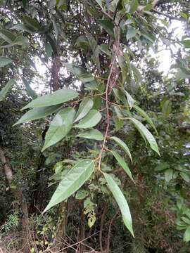 Image of Ficus sarmentosa var. henryi (King ex Oliver) Corner